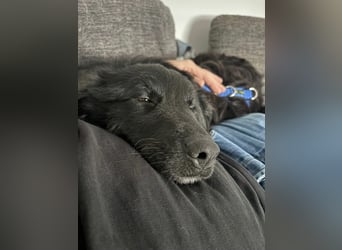 Nick / Niko kroatischer Schäferhund Mischling Rüde Junghund sucht Zuhause für immer