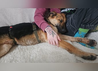 Milli Schäferhund Mischling Hündin sucht Zuhause für immer