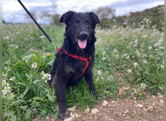 Vigo Welpe kroatischer Schäferhund Mischling Rüde Junghund sucht Zuhause für immer