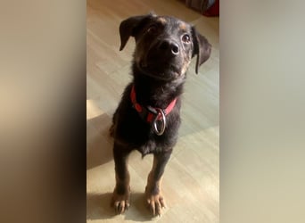 Turbo süßer Welpe Schäferhund Mischling Rüde Junghund sucht Zuhause für immer
