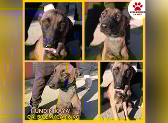 Kaya Malinois Mischling Hündin Junghund sucht Zuhause oder Pflegestelle