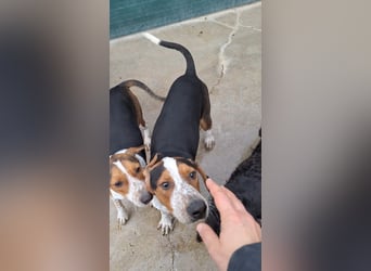 Beetlejuice Posavski Gonic Mischling Rüde Jagdhund sucht Zuhause oder Pflegestelle