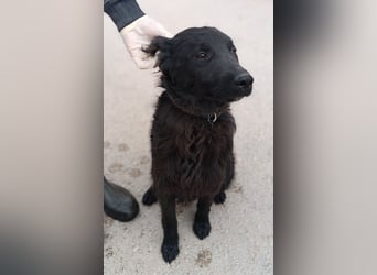 Nick kroatischer Schäferhund Mischling Rüde Junghund sucht Zuhause oder Pflegestelle