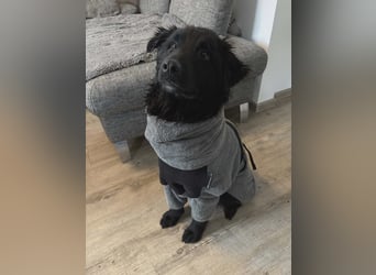 Nick / Niko kroatischer Schäferhund Mischling Rüde Junghund sucht Zuhause für immer