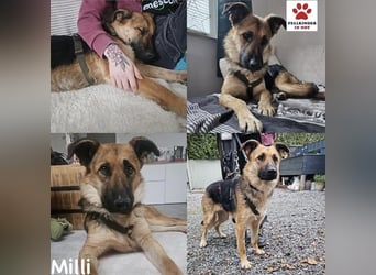 Milli Schäferhund Mischling Hündin sucht Zuhause für immer