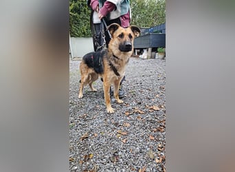 Milli Schäferhund Mischling Hündin sucht Zuhause für immer