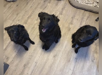 Nick / Niko kroatischer Schäferhund Mischling Rüde Junghund sucht Zuhause für immer