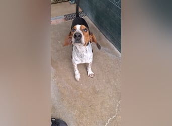 Beetlejuice Posavski Gonic Mischling Rüde Jagdhund sucht Zuhause oder Pflegestelle