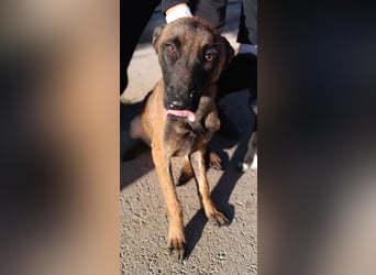 Kaya Malinois Mischling Hündin Junghund sucht Zuhause oder Pflegestelle