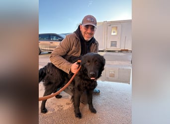 Nick / Niko kroatischer Schäferhund Mischling Rüde Junghund sucht Zuhause für immer