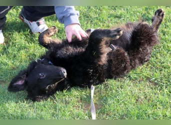 Vigo Welpe kroatischer Schäferhund Mischling Rüde Junghund sucht Zuhause für immer