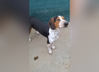 Beetlejuice Posavski Gonic Mischling Rüde Jagdhund sucht Zuhause oder Pflegestelle
