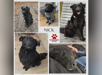 Nick / Niko kroatischer Schäferhund Mischling Rüde Junghund sucht Zuhause für immer