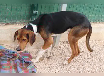 Dan Posavski Gonic Mischling Rüde sucht Zuhause oder Pflegestelle