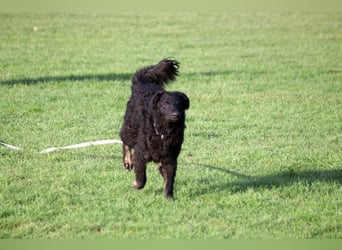 Vigo Welpe kroatischer Schäferhund Mischling Rüde Junghund sucht Zuhause für immer