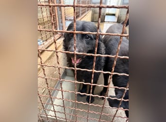 Yoru Traumhund lieber kroatischer Schäferhund Mischling Rüde sucht Zuhause oder Pflegestelle