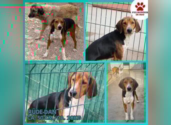 Dan Posavski Gonic Mischling Rüde sucht Zuhause oder Pflegestelle