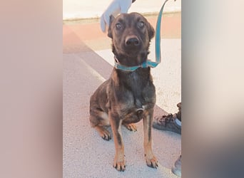 Charles Malinois Mischling Rüde Junghund sucht Zuhause oder Pflegestelle