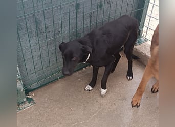 Neno Mischlingsrüde Mischling Rüde sucht Zuhause oder Pflegestelle