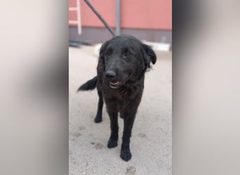 Nick kroatischer Schäferhund Mischling Rüde Junghund sucht Zuhause oder Pflegestelle
