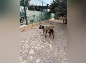 Dan Posavski Gonic Mischling Rüde sucht Zuhause oder Pflegestelle