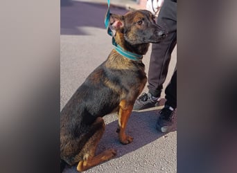 Charles Malinois Mischling Rüde Junghund sucht Zuhause oder Pflegestelle