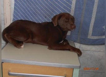 Hazel Welpe Mischling Rüde Junghund sucht Zuhause oder Pflegestelle