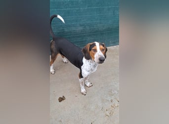 Beetlejuice Posavski Gonic Mischling Rüde Jagdhund sucht Zuhause oder Pflegestelle