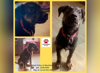 Turbo süßer Welpe Schäferhund Mischling Rüde Junghund sucht Zuhause für immer