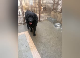 Yoru Traumhund lieber kroatischer Schäferhund Mischling Rüde sucht Zuhause oder Pflegestelle