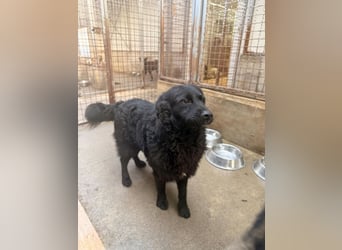 Yoru Traumhund lieber kroatischer Schäferhund Mischling Rüde sucht Zuhause oder Pflegestelle