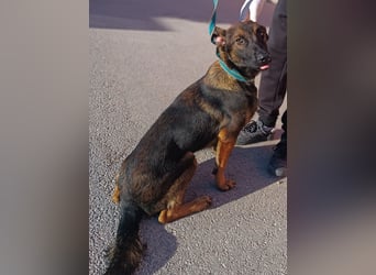 Charles Malinois Mischling Rüde Junghund sucht Zuhause oder Pflegestelle