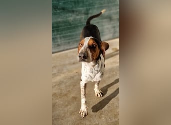 Beetlejuice Posavski Gonic Mischling Rüde Jagdhund sucht Zuhause oder Pflegestelle
