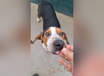 Beetlejuice Posavski Gonic Mischling Rüde Jagdhund sucht Zuhause oder Pflegestelle
