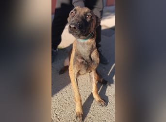 Kaya Malinois Mischling Hündin Junghund sucht Zuhause oder Pflegestelle