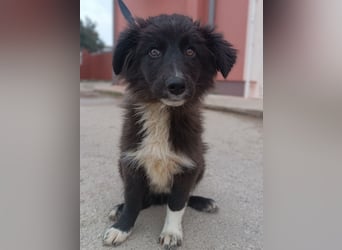 Sugar Welpe kraotischer Schäferhund Mischling Hündin Junghund sucht Zuhause oder Pflegstelle