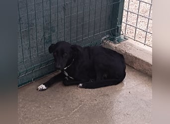 Neno Mischlingsrüde Mischling Rüde sucht Zuhause oder Pflegestelle