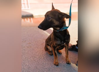 Charles Malinois Mischling Rüde Junghund sucht Zuhause oder Pflegestelle