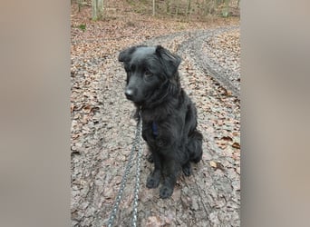 Nick / Niko kroatischer Schäferhund Mischling Rüde Junghund sucht Zuhause für immer