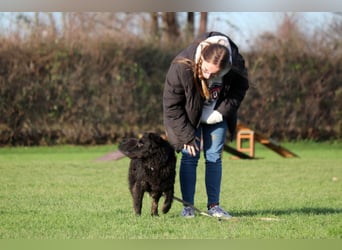 Vigo Welpe kroatischer Schäferhund Mischling Rüde Junghund sucht Zuhause für immer