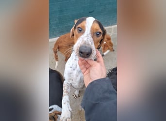 Beetlejuice Posavski Gonic Mischling Rüde Jagdhund sucht Zuhause oder Pflegestelle