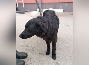 Nick kroatischer Schäferhund Mischling Rüde Junghund sucht Zuhause oder Pflegestelle