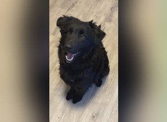 Nick / Niko kroatischer Schäferhund Mischling Rüde Junghund sucht Zuhause für immer