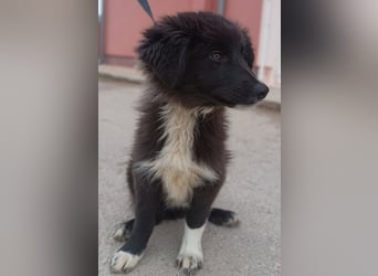 Sugar Welpe kraotischer Schäferhund Mischling Hündin Junghund sucht Zuhause oder Pflegstelle