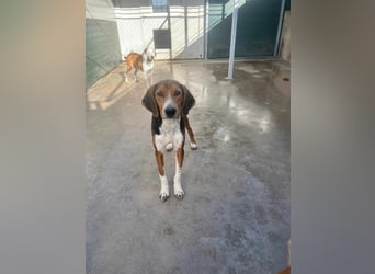 Dan Posavski Gonic Mischling Rüde sucht Zuhause oder Pflegestelle