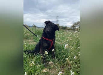 Vigo Welpe kroatischer Schäferhund Mischling Rüde Junghund sucht Zuhause für immer