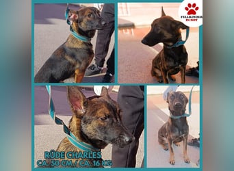 Charles Malinois Mischling Rüde Junghund sucht Zuhause oder Pflegestelle