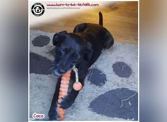 Coco sucht ein neues Zuhause