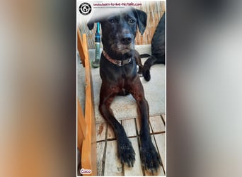 Coco sucht ein neues Zuhause