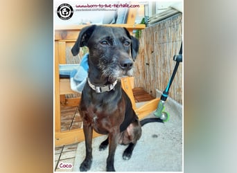 Coco sucht ein neues Zuhause